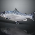 Whole Fresh Salmon Fish with Silver Body and Black Spots on Dark Background with Reflection