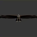 Flying Eagle Spreading Wings with Brown and White Feathers and Extended Claws Against Gray Background