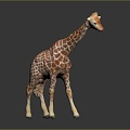 Giraffe Low Model Giraffe African Animal Toy Giraffe Muppet Toy Animal Cartoon Giraffe 3d model