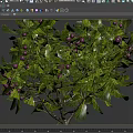 Lush Arbor Tree With Green Leaves And Purple Fruits In Full Growth