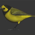 Vibrant Yellow Black Headed Bird Standing on Black Background with Clear Reflection 3d model