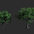 Two Green Arbor Trees With Lush Foliage And Exposed Root Systems 3d model