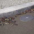 Urban Road Facilities Featuring Curb Cobblestone Pavement And Manhole Cover With Fallen Leaves