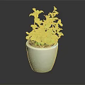 Fresh Green Potted Plant with Lush Leaves in White Ceramic Pot for Indoor Decor