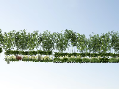 Lush Green Bamboo Plants In Outdoor Garden With Sky Background And Foliage 3d model