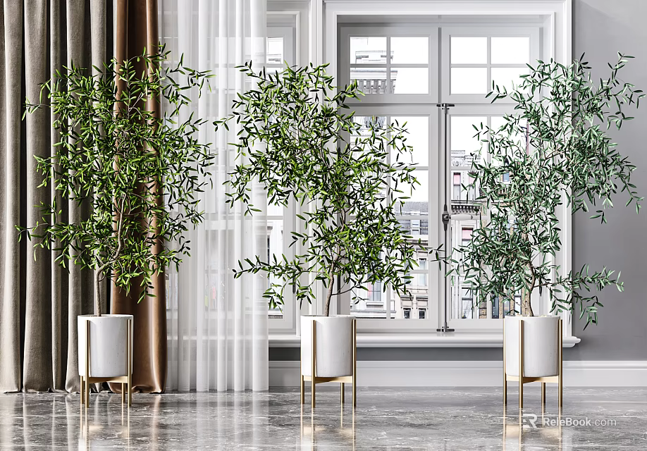 Olive Bonsai Plants in White Pots with Gold Stands near Window Curtains on Smooth Floor 3d model 