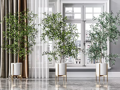 Olive Bonsai Plants in White Pots with Gold Stands near Window Curtains on Smooth Floor 3d model
