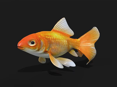 Bright Orange Goldfish As Aquatic Animal With Shiny Scales White Fins And Tail 3d model