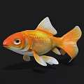 Bright Orange Goldfish As Aquatic Animal With Shiny Scales White Fins And Tail