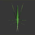 Green Praying Mantis With Slender Legs On Dark Reflective Background Surface 3d model