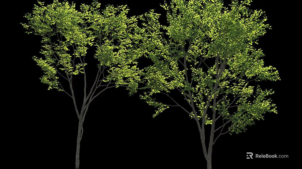 Tall Arbor Trees With Lush Green Foliage In Natural Outdoor Environment 3d model 