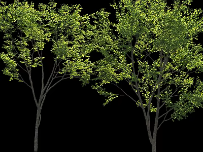 Tall Arbor Trees With Lush Green Foliage In Natural Outdoor Environment 3d model