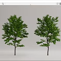 Modern Tree Landscape Tree 3d model