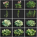 Various Green Succulent Plants With Different Leaf Shapes And Arranged Display Features 3d model