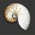 Nautilus Shell With Orange And White Striped Spiral On Gray Background