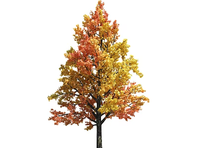Autumn Arbor With Vibrant Orange Yellow And Red Foliage In Lush Growth 3d model