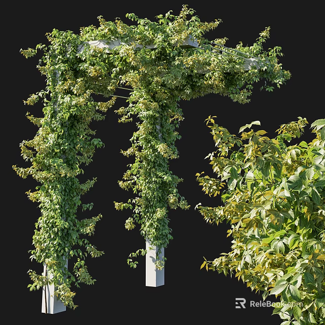 Lush Green Vines Growing On White Garden Trellis With Foliage 3d model 