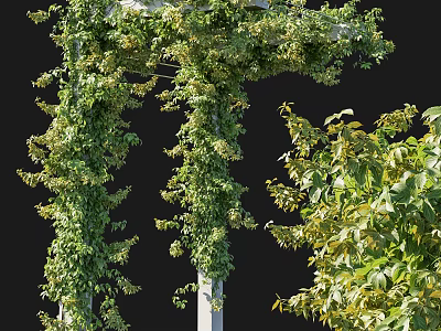 Lush Green Vines Growing On White Garden Trellis With Foliage 3d model