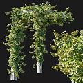 Lush Green Vines Growing On White Garden Trellis With Foliage