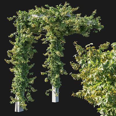 Lush Green Vines Growing On White Garden Trellis With Foliage 3d model