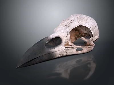 Anatomical Bird Skull with Long Sharp Beak Isolated on Gray Background 3d model
