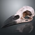 Anatomical Bird Skull with Long Sharp Beak Isolated on Gray Background