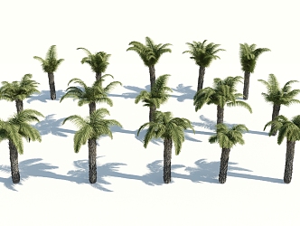 Modern Palm Tree 3d model