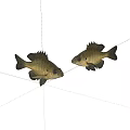 Two Freshwater Aquatic Fish Models With Black Fins On White Background