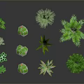 Various Green Indoor Plants with Different Shapes and Sizes Arranged on Gray Background