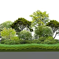 Lush Green Shrubs Growing With Healthy Trees And Vibrant Grass In Garden