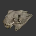 Detailed Animal Skull Skeleton With Visible Teeth And Bone Structure 3d model