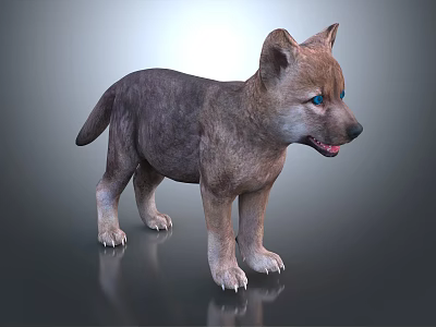 Wolf Cub With Blue Eyes And Grayish Brown Fur Standing On Gray Background 3d model
