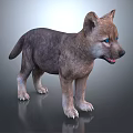 Wolf Cub With Blue Eyes And Grayish Brown Fur Standing On Gray Background 3d model