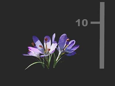 Modern Flowers 3d model