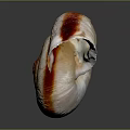 Snail Spiral Shell With Orange And White Striped Pattern On Dark Background