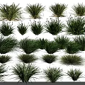 Diverse Green Grass Varieties With Lush Foliage And Natural Forms For Garden Decor