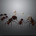 Group of Ants With Different Sizes and White Eggs On Dark Background