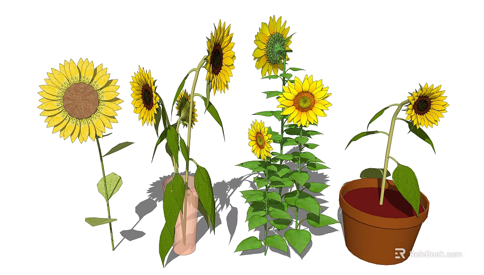 Sunflowers In Various Growth Stages With Green Leaves In Vase And Pot 3d model 