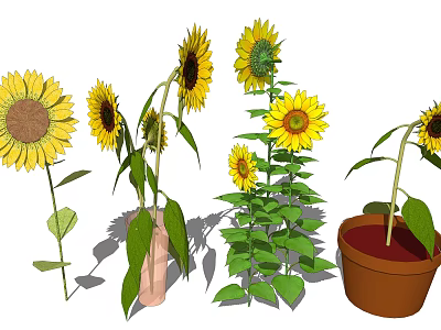 Sunflowers In Various Growth Stages With Green Leaves In Vase And Pot 3d model