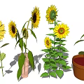 Sunflowers In Various Growth Stages With Green Leaves In Vase And Pot