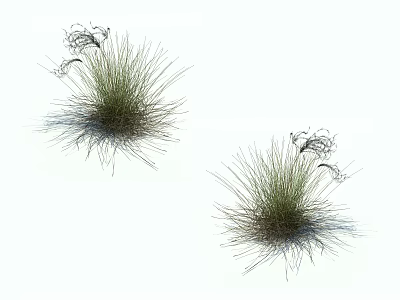 Two Clumps of Ornamental Grass with Slender Leaves and Spiky Tops on White Background 3d model