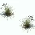 Two Clumps of Ornamental Grass with Slender Leaves and Spiky Tops on White Background