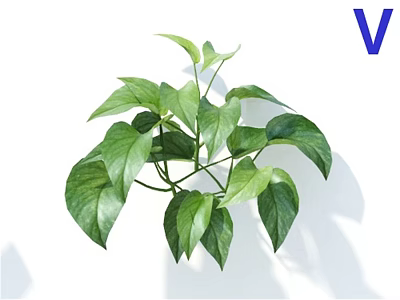 Fresh Lush Green Leafy Plants With Vibrant Healthy Leaves On White Background 3d model