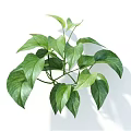 Fresh Lush Green Leafy Plants With Vibrant Healthy Leaves On White Background