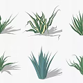 Green Leafy Aloe Vera Potted Plants With Different Varieties And Decorative Succulents
