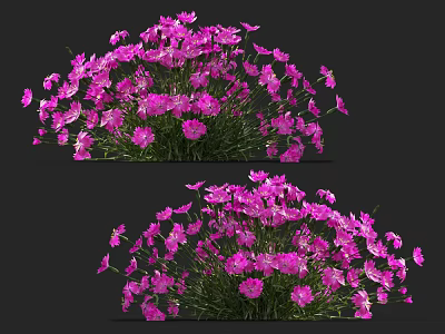 Pink Blooming Flowers With Green Leaves In Two Clusters On Dark Background 3d model