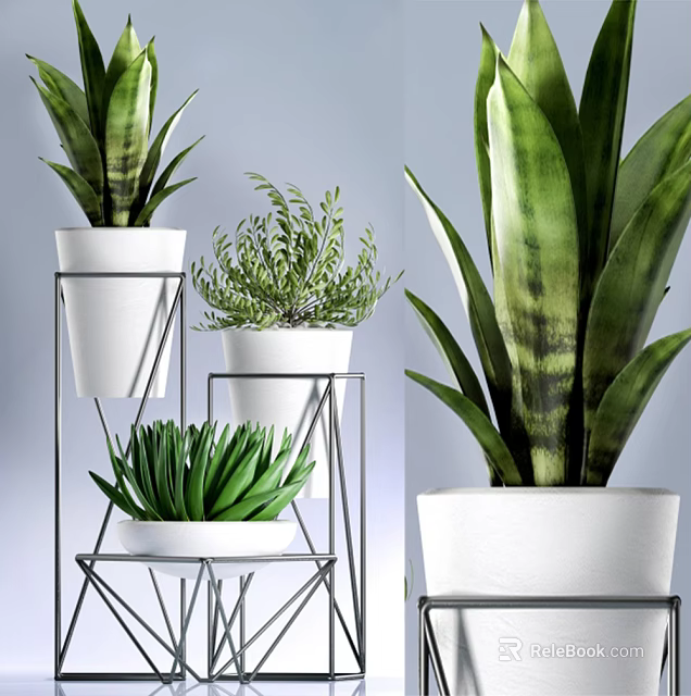 Varied Potted Plants with White Pots and Metal Stands Featuring Sansevieria Succulent and Fern 3d model 