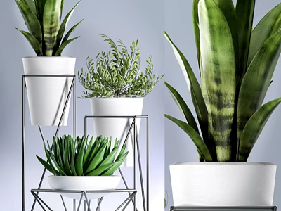 Varied Potted Plants with White Pots and Metal Stands Featuring Sansevieria Succulent and Fern 3d model