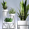 Varied Potted Plants with White Pots and Metal Stands Featuring Sansevieria Succulent and Fern