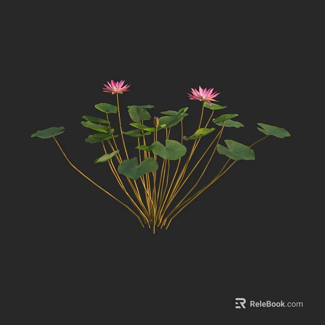 Beautiful Pink Water Lilies with Green Leaves and Golden Stems on Black Background 3d model 
